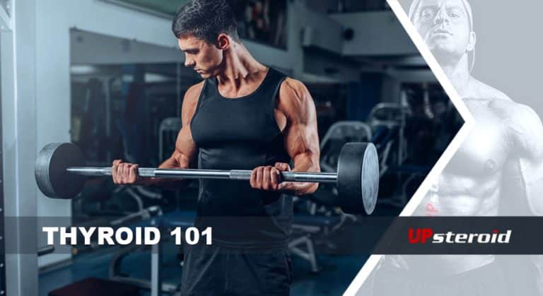 갑상선 기초 지식